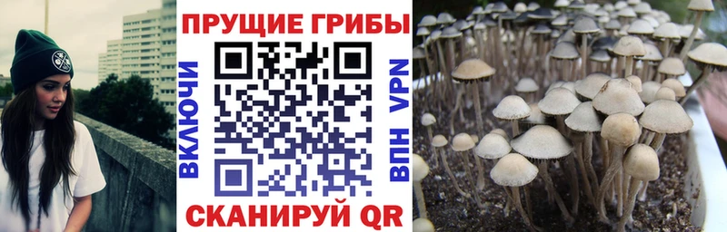 Купить  Александровск-Сахалинский  Псилоцибиновые грибы MAGIC MUSHROOMS 